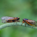 The cicadas are here: How’s your appetite?